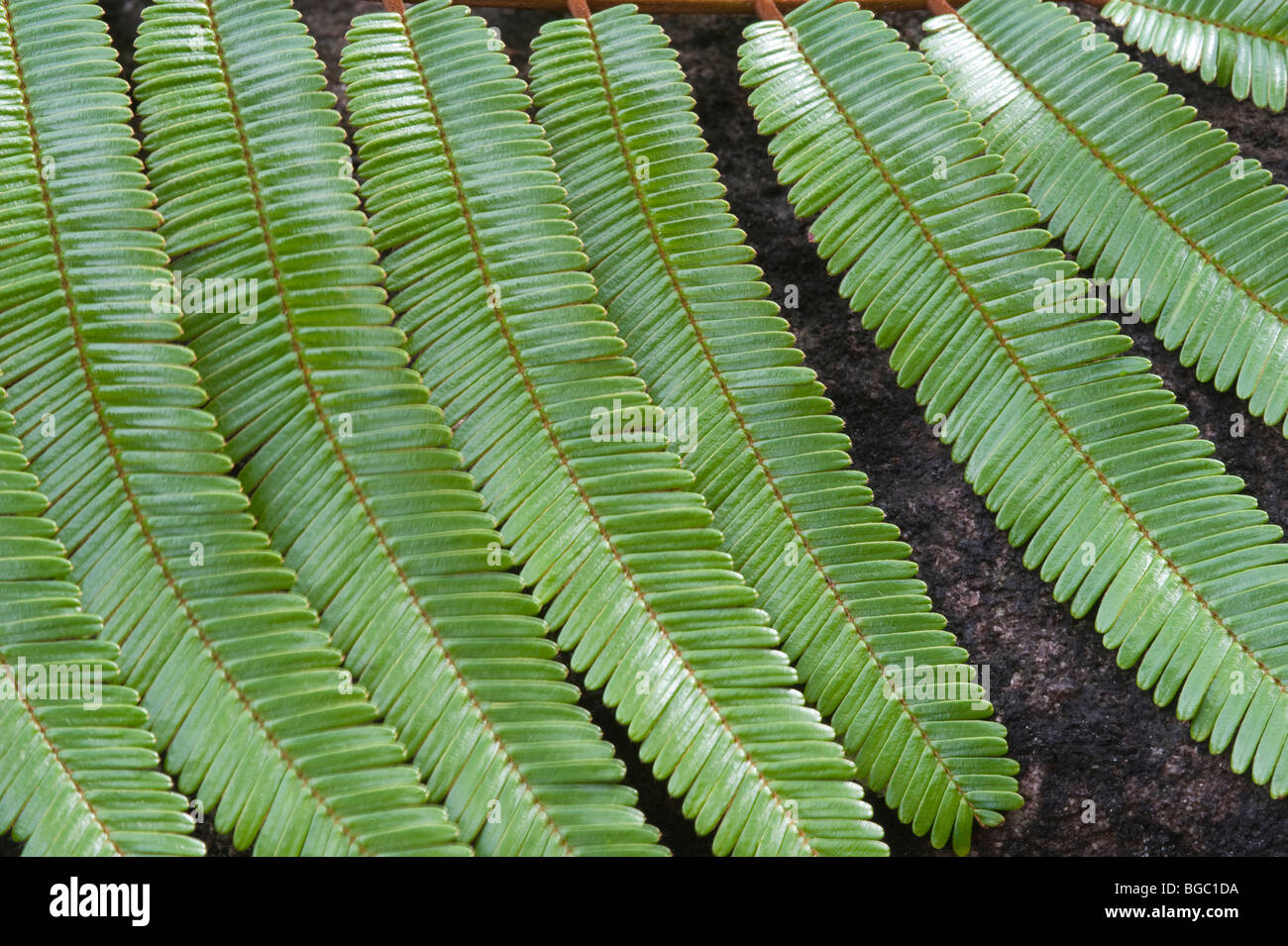 (Trysil Pentaclethra macroloba) close up di foglie Kaieteur Parco Nazionale scudo della Guiana Guyana Sud America Ottobre Foto Stock