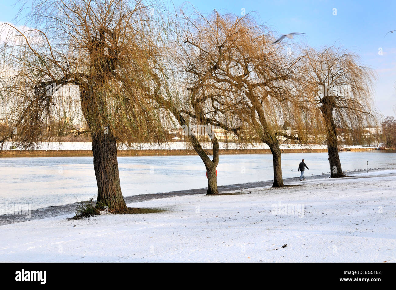 Quattro alberi nella neve con singola figura a piedi dal fiume Tamigi Windsor in Inghilterra Foto Stock