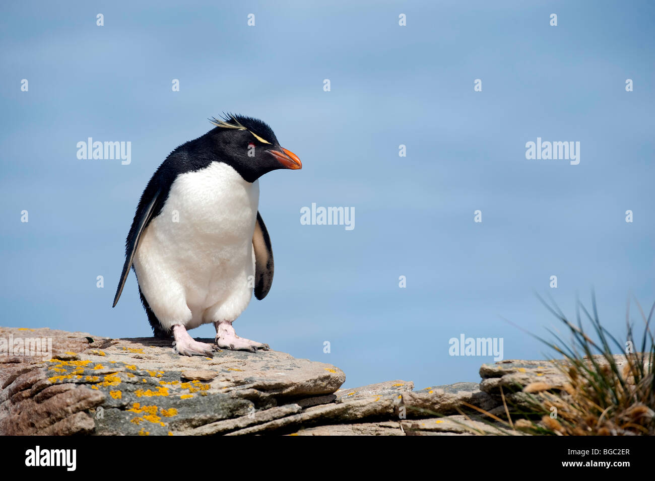 "Western pinguino saltaroccia' Foto Stock