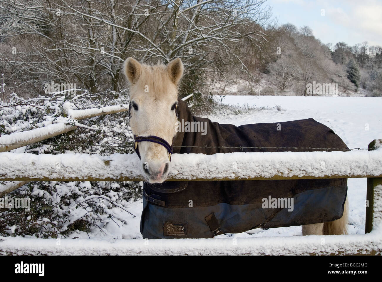 Pony bianco con un rivestimento in posizione eretta da una recinzione con neve sulla terra e tutto intorno. Foto Stock