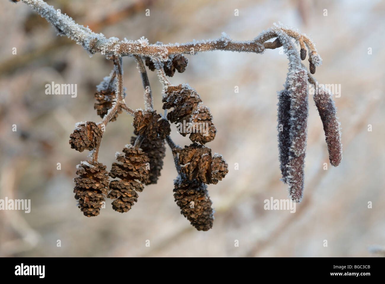 Gelo sui gatti dell'ontano (Alnus glutinosa). Sussex, Regno Unito. Dicembre. Foto Stock