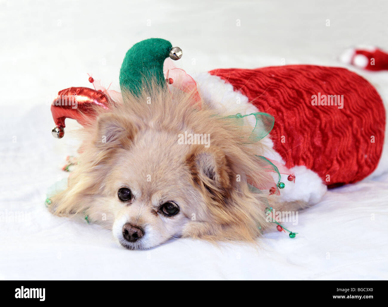 Viziati piccolo Pomerania in costume di Natale che dorme sul letto umano dopo la festa di Natale Foto Stock