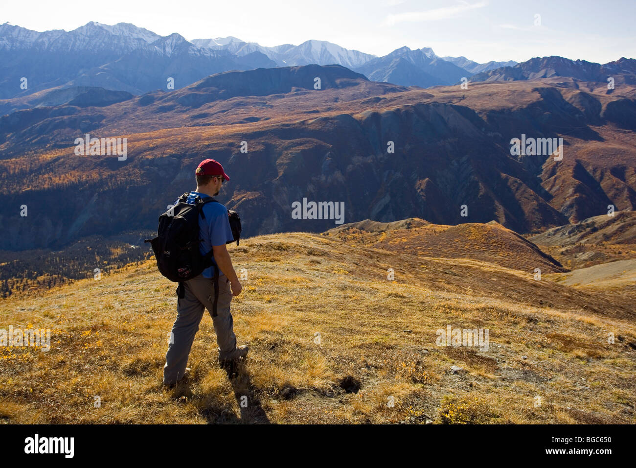 Escursionista, uomo escursionismo, vista da pecore di montagna Bullion altopiano, St. Elias montagne, Parco Nazionale Kluane e riserva, Yukon Te Foto Stock
