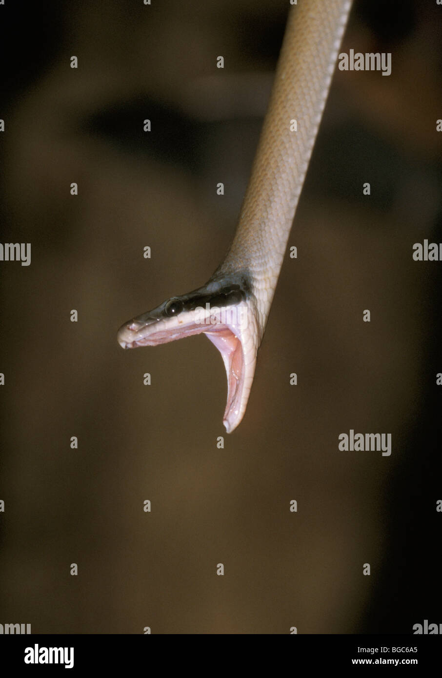 Bellezza biacco (Orthriophis taeniurus), Taman Negara National Park, Malaysia, sud-est asiatico Foto Stock