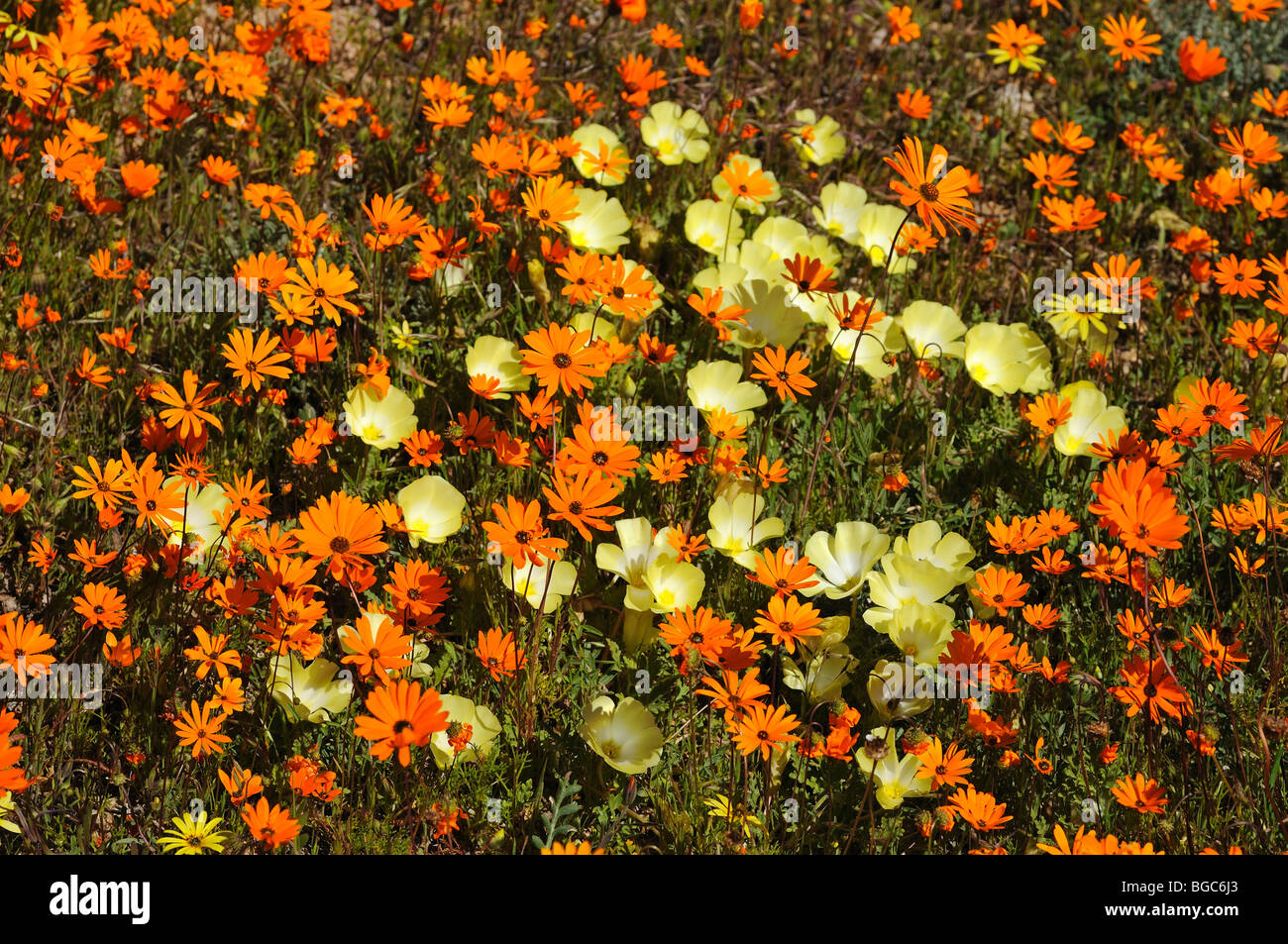 Fiori di Primavera (Ursinia cakilefolia) e Grielum humifusum, Goegap Riserva Naturale, Namaqualand, Sud Africa e Africa Foto Stock