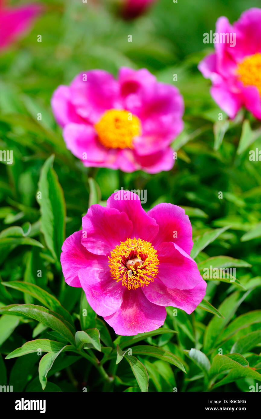 Peonia comune (Paeonia officinalis) Foto Stock