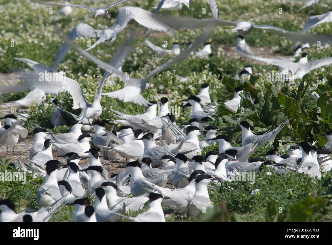 Isole farne, Northumberland, Regno Unito. Maggio. Farne interna. Sandwich tern (Sterna sandvicensis) colonia nidificazione. Foto Stock
