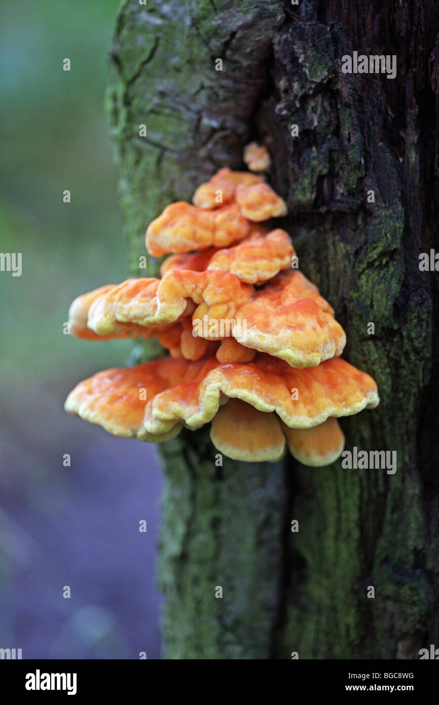 Orange mensola o ripiano (fungo Laetiporus sulfurei) noto come pollo dei boschi o ripiano di zolfo Foto Stock
