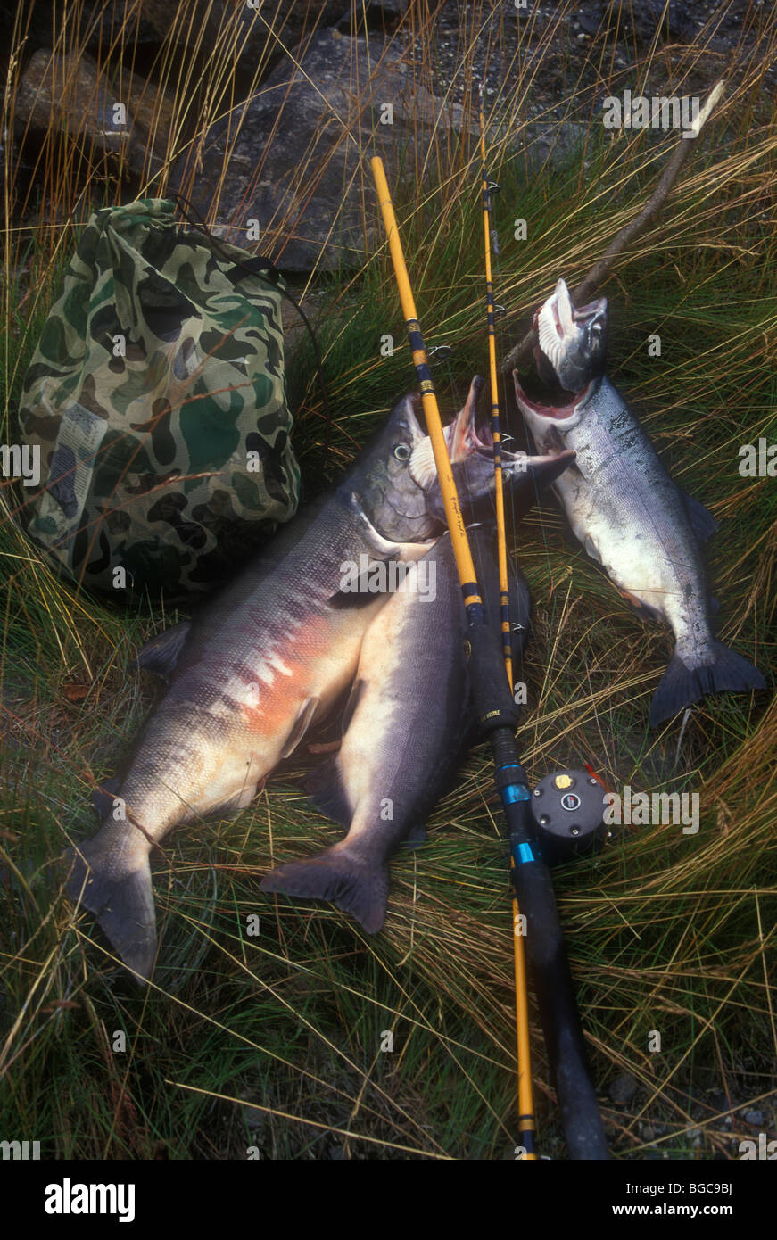 Salmone dell'Alaska Foto Stock