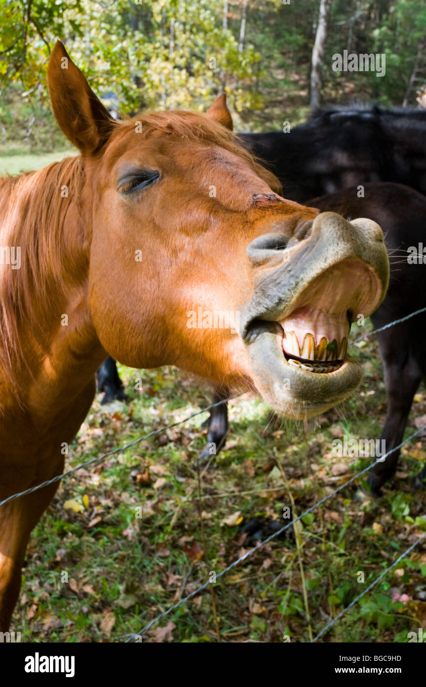 Cavallo Foto Stock