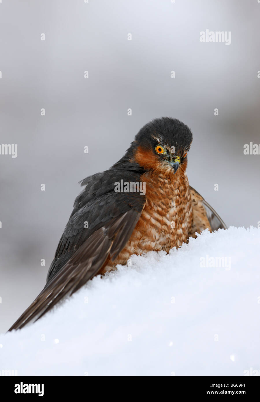 Sparviero Accipiter nisus sui kill nella neve Foto Stock