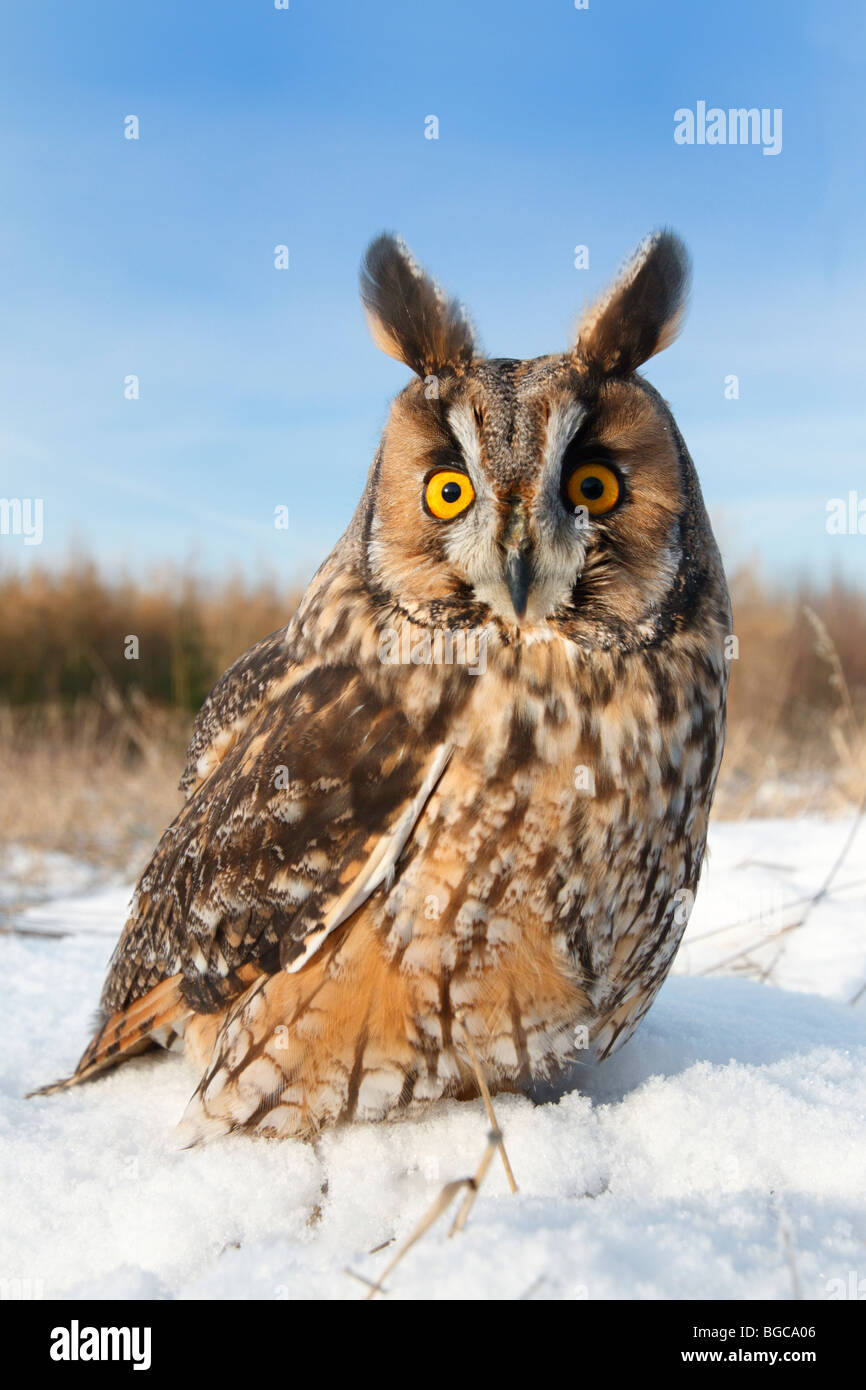 Gufo comune Asio otus in inverno la neve Foto Stock