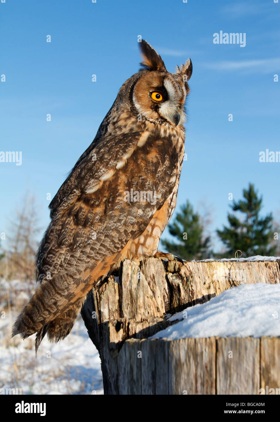 Gufo comune Asio otus in inverno la neve Foto Stock