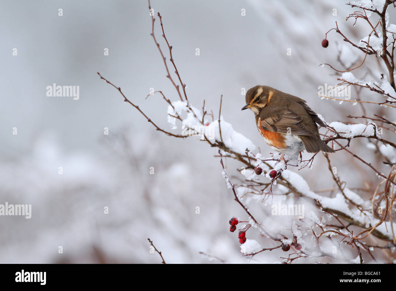 Redwing Turdus iliacus in inverno la neve Foto Stock