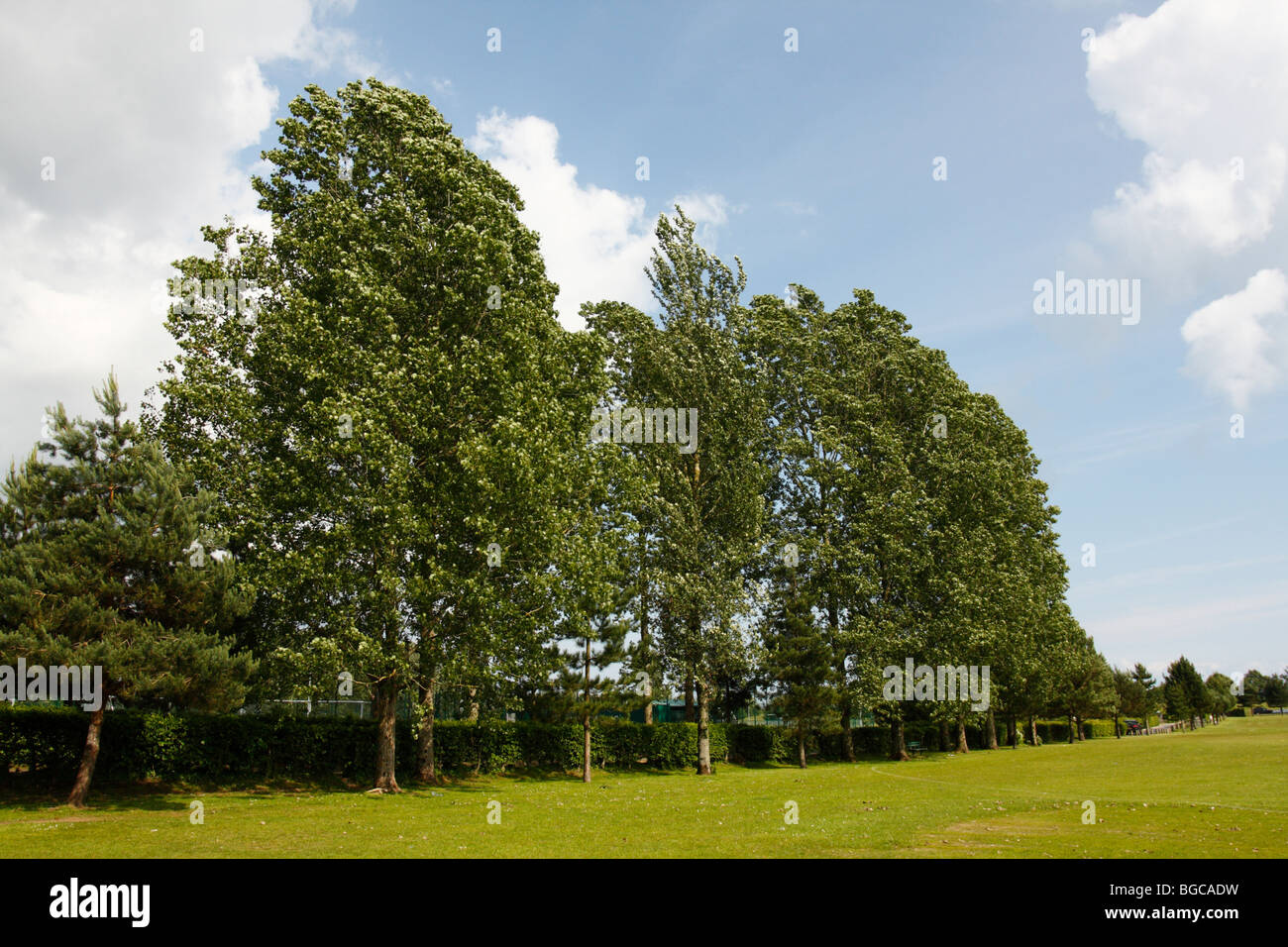 Lombardia il Pioppo, Populus nigra var. italica, che crescono lungo il bordo di un campo sportivo, U.K. Foto Stock