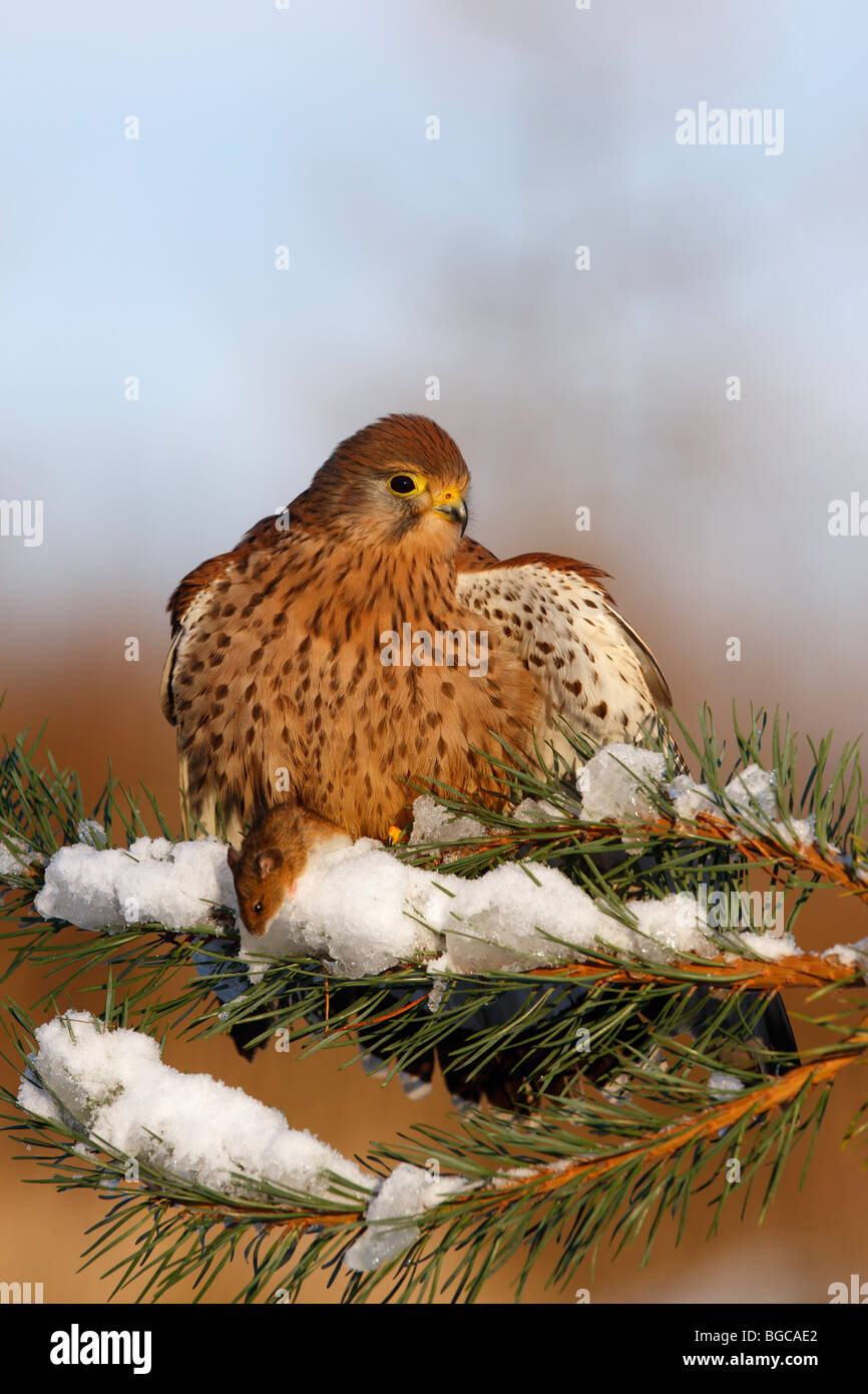 Il Gheppio Falco tinnunculus appollaiato neve kill di pino Foto Stock