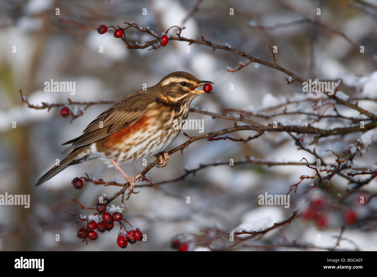 Redwing Turdus iliacus in inverno la neve con berry Foto Stock