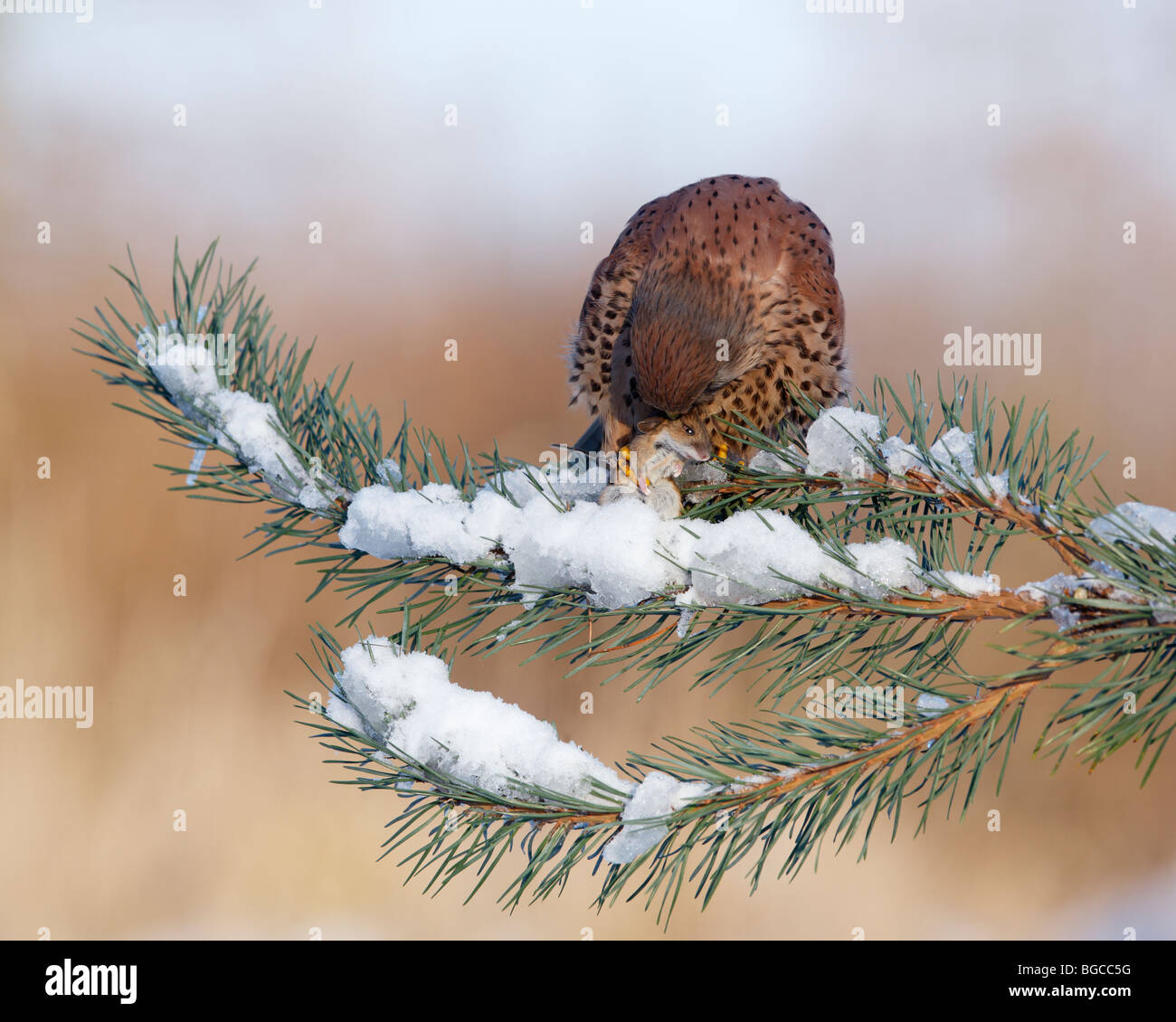 Il Gheppio Falco tinnunculus appollaiato neve kill di pino Foto Stock