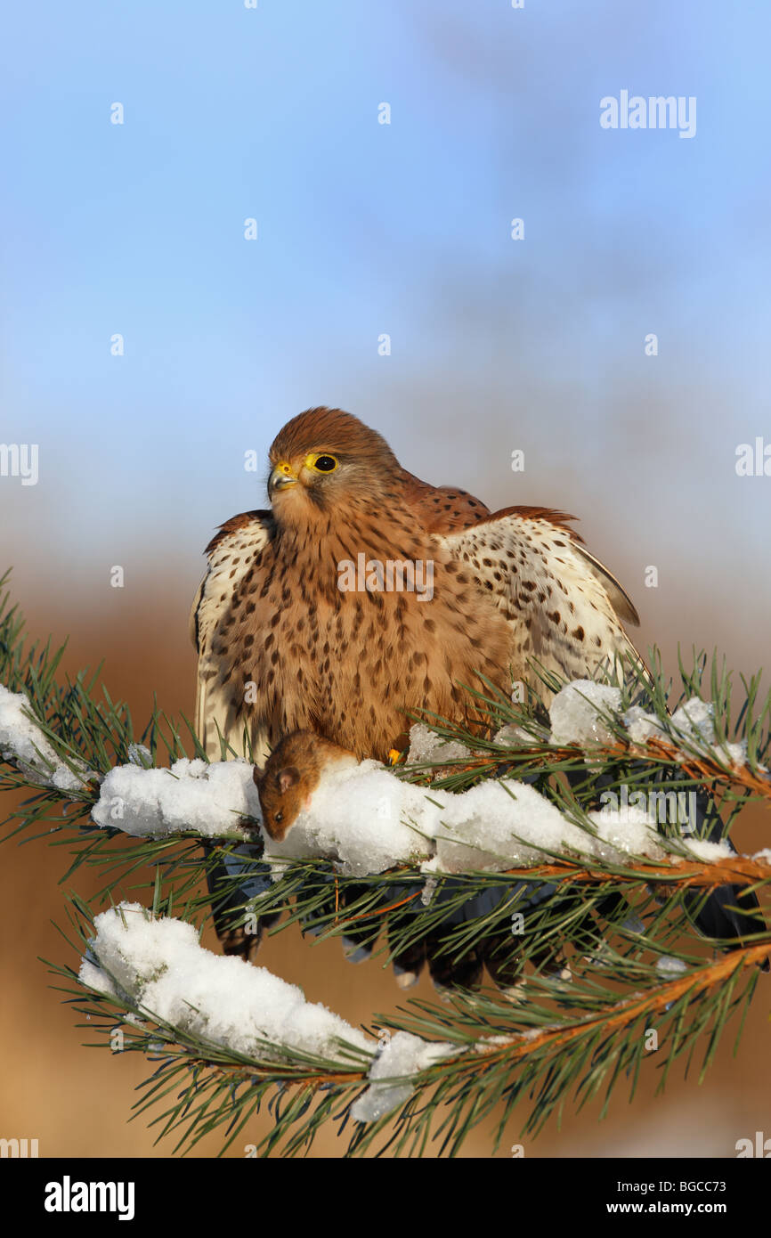 Il Gheppio Falco tinnunculus appollaiato neve kill di pino Foto Stock