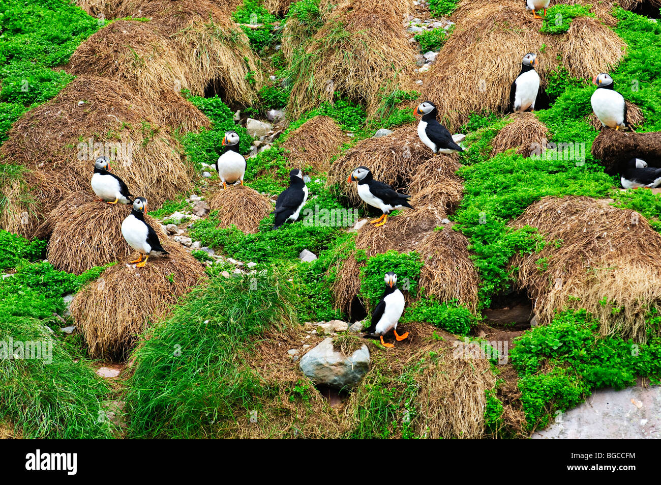 Puffin uccelli nidificanti sull isola di Terranova, del Canada Foto Stock