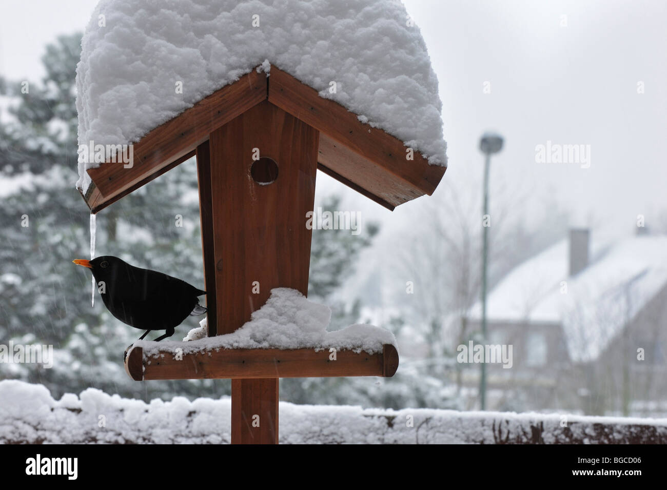 Merlo comune (Turdus merula) maschio su birdfeeder / bird feeder / tabella di uccelli nella neve in inverno Foto Stock