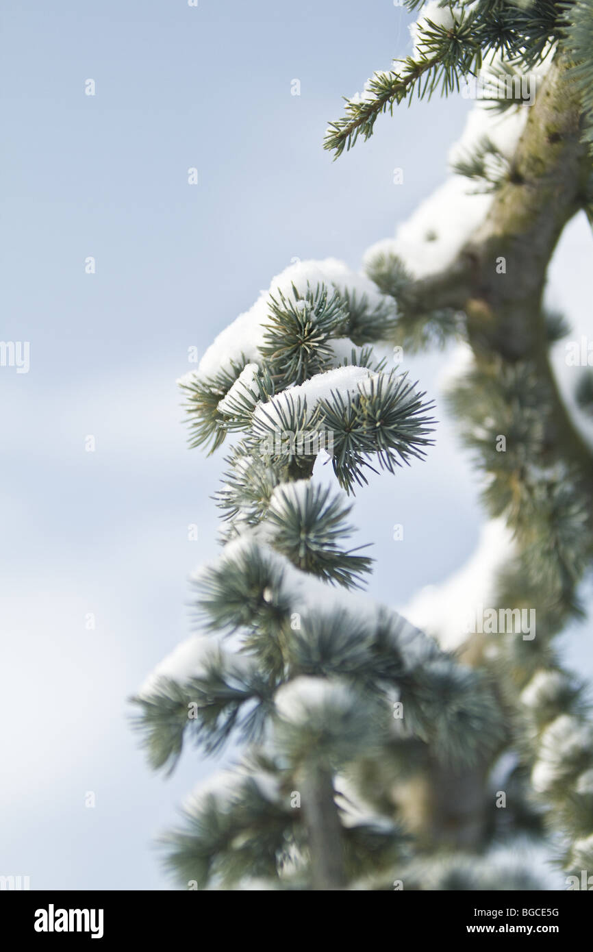 Cedrus atlantica Glauca Pendula libani in inverno Foto Stock