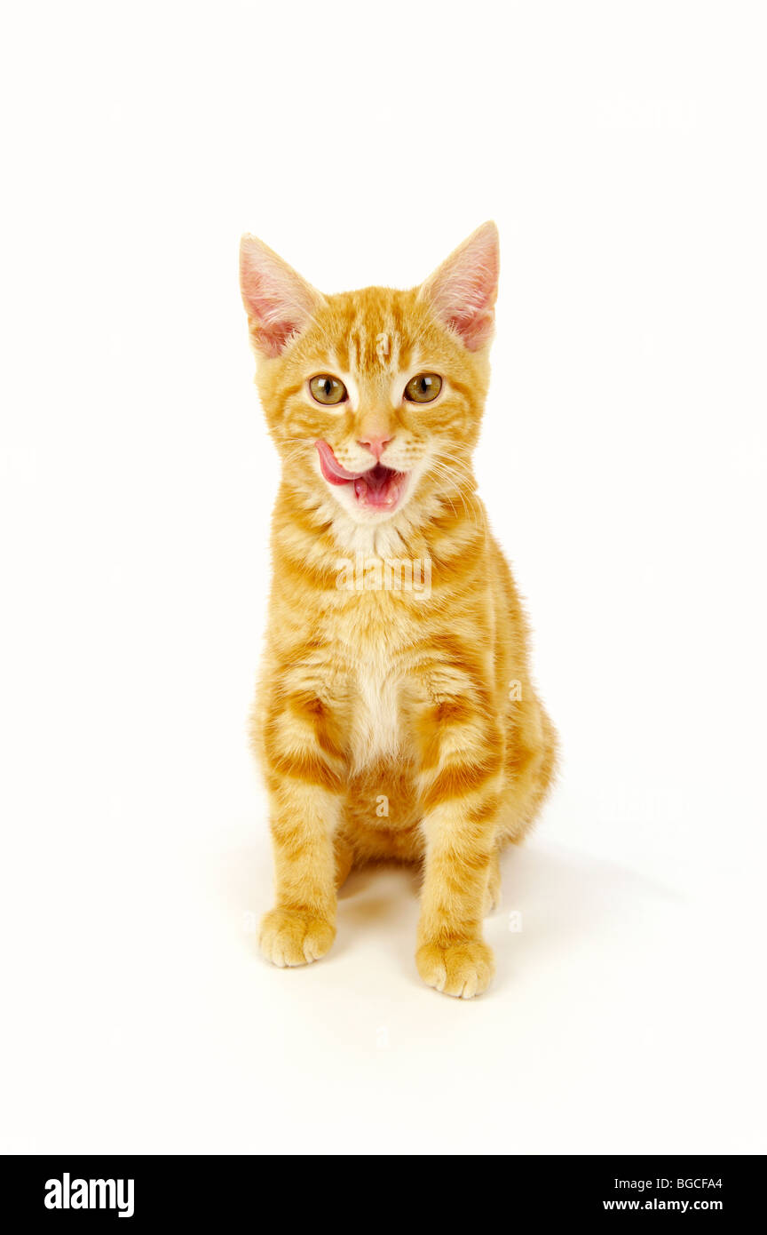 Lo zenzero gattino leccamento delle labbra Foto Stock