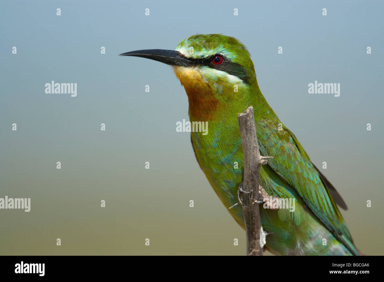 Blue cheeked Bee eater verde palissonatrice uccello Foto Stock