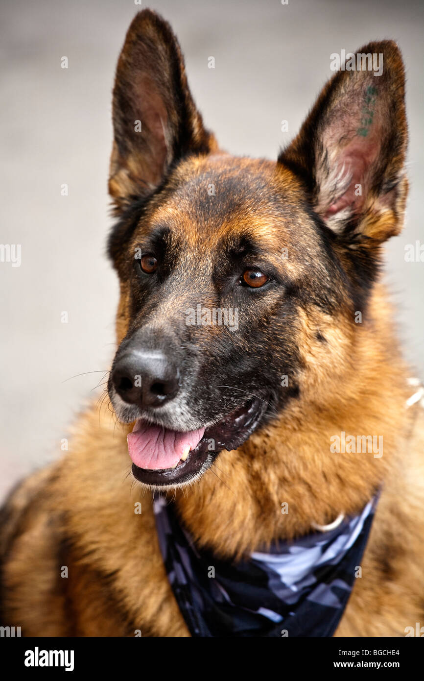 Pastore Tedesco cane ritratto; ear è tatuato con una tracciabilità Numero ID Foto Stock