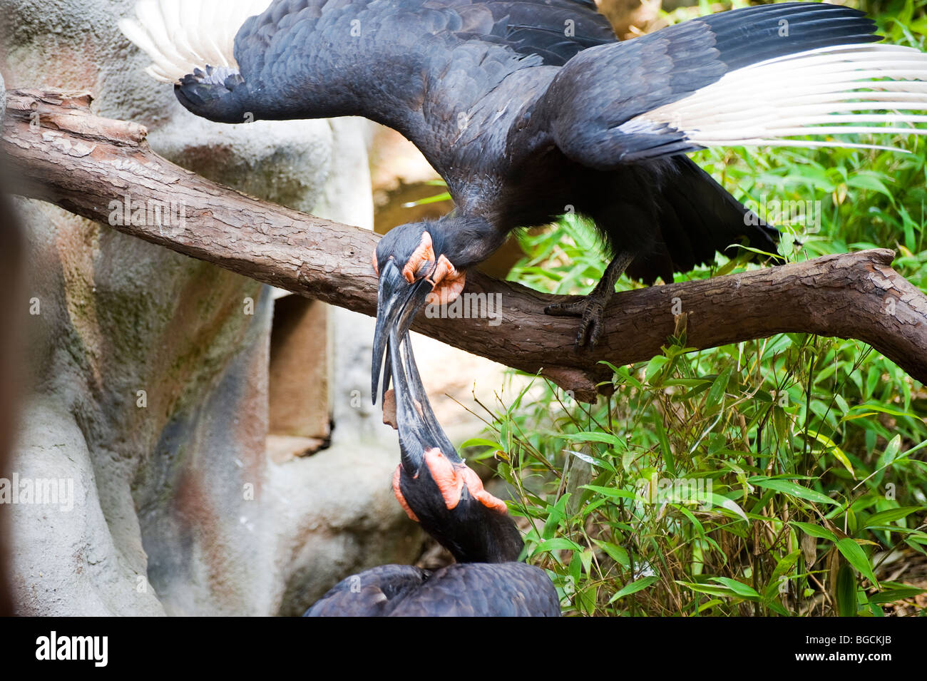 Massa Hornbill (Bucorvus leadbeateri) Foto Stock