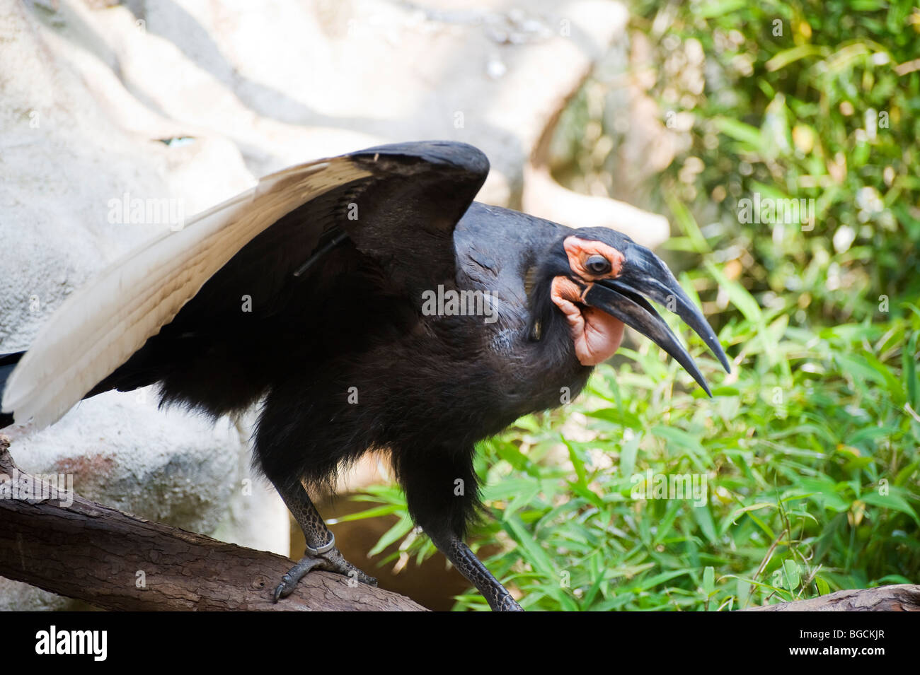 Massa Hornbill (Bucorvus leadbeateri) Foto Stock