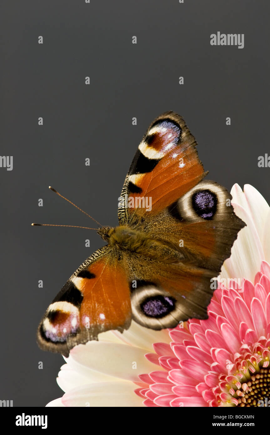 Farfalla sul fiore closeup Foto Stock