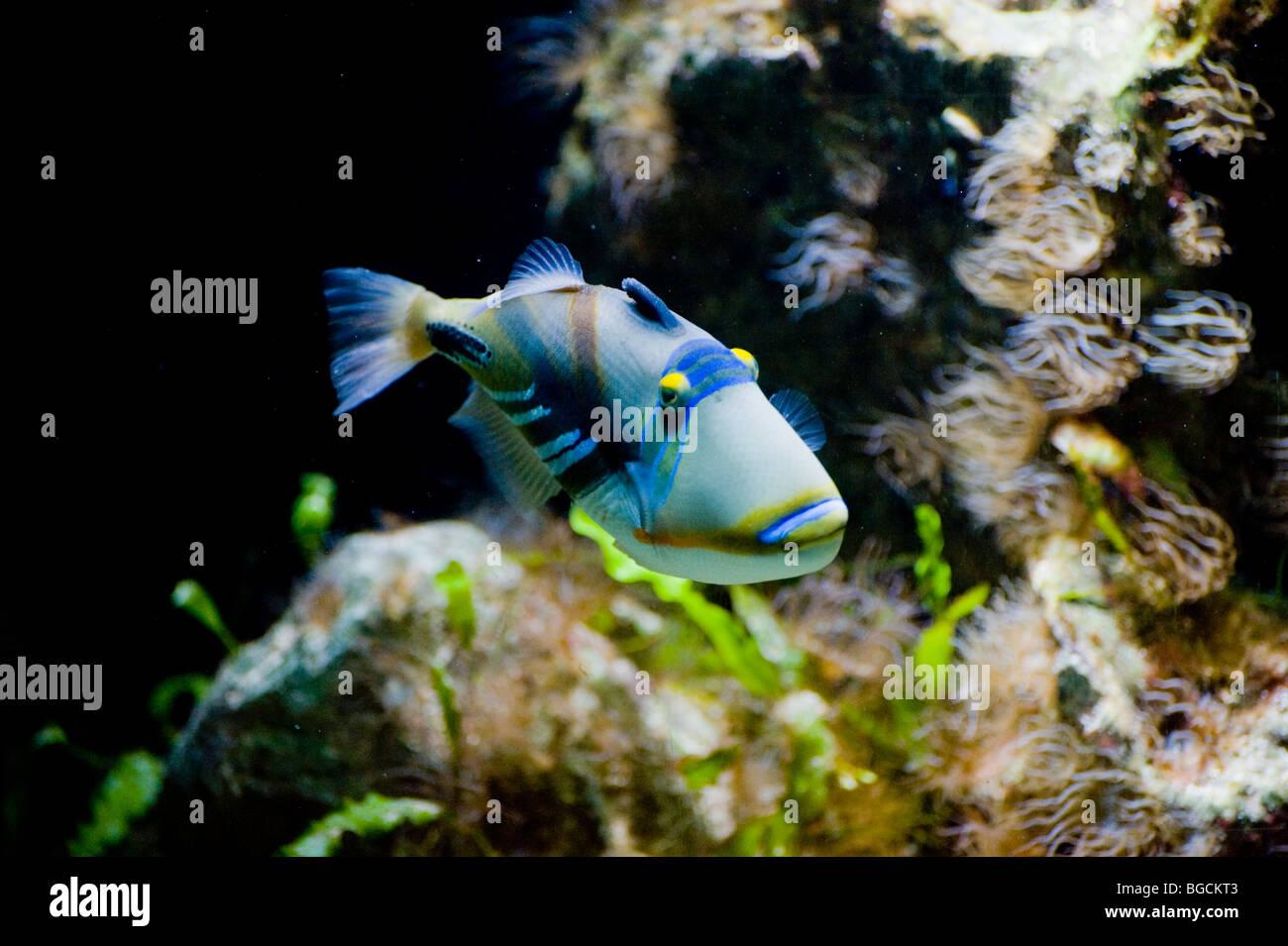 Picasso Triggerfish: Rhinecanthus assasi, Balistes, assasi Rhinecanthus assasia Foto Stock