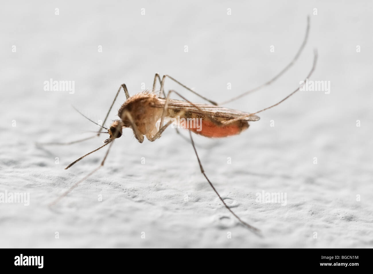 Mosquito closeup Foto Stock