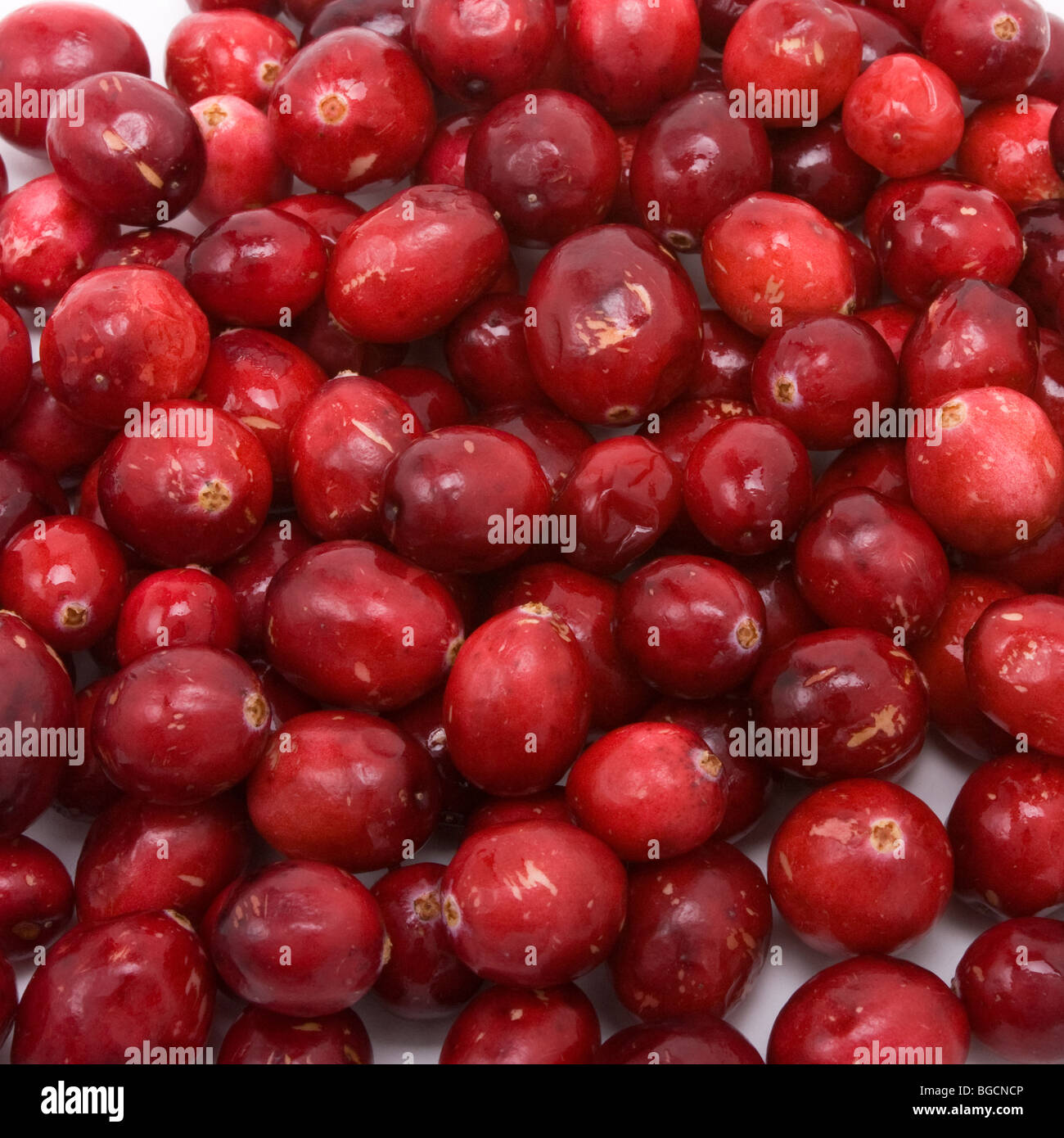 Lo sfondo o la texture di rosso di mirtilli rossi freschi. Foto Stock