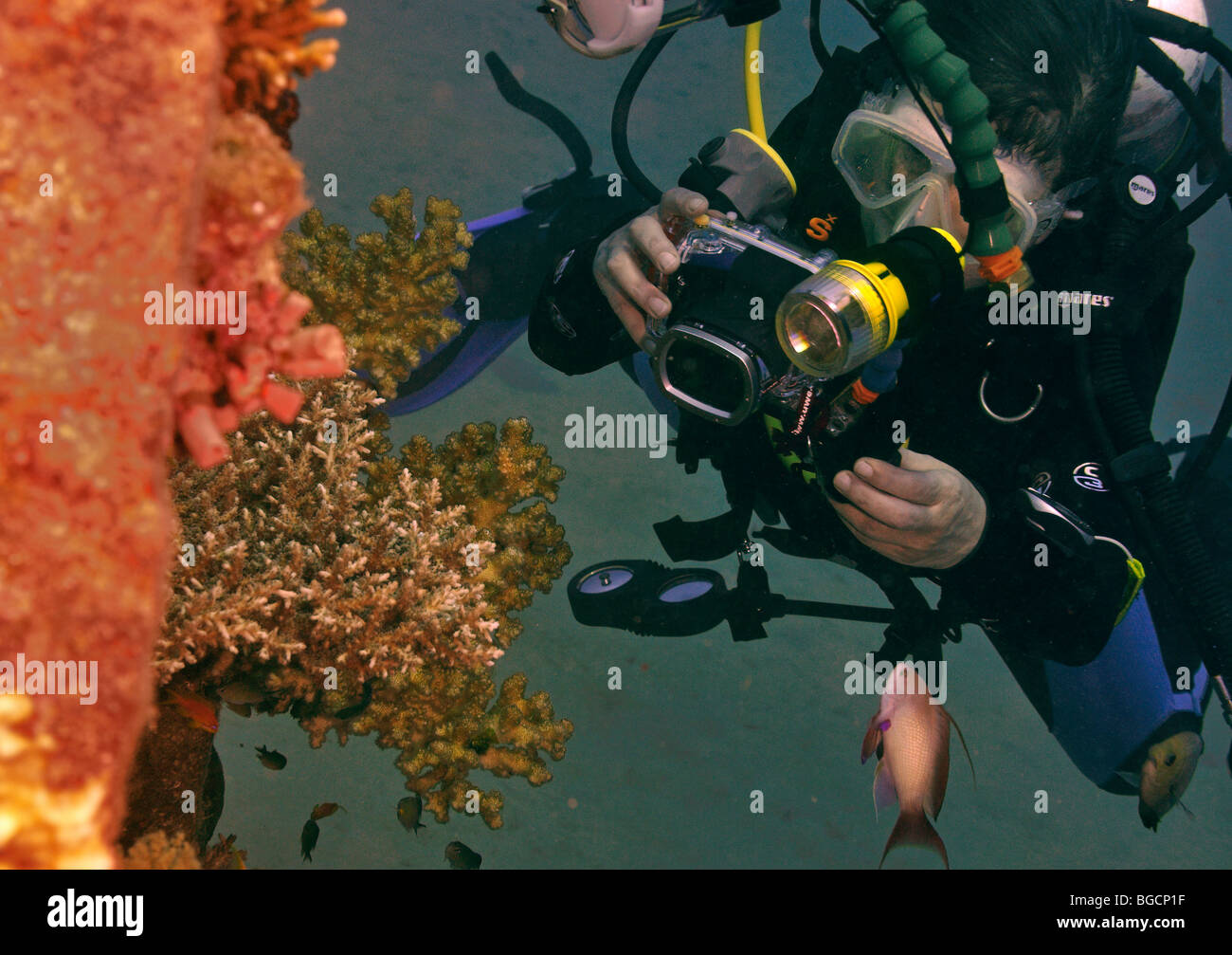 Donna subacqueo con la fotocamera compatta a fotografare il corallo, Mar Rosso, Egitto Foto Stock
