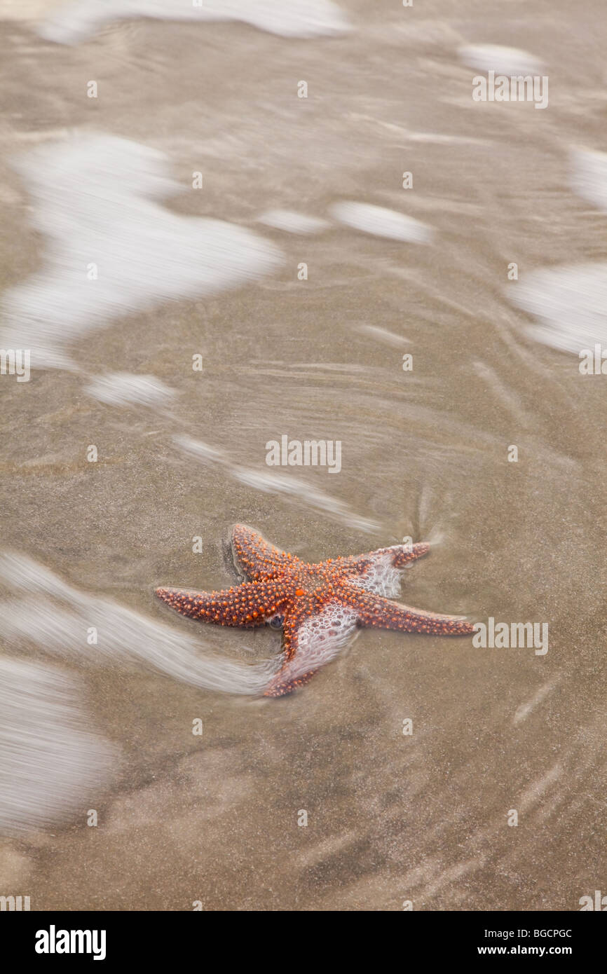 Un piccolo-colonna vertebrale stella di mare (Echinaster spinulosus) all'Isola di Palme spiaggia vicino a Charleston, Sc. Foto Stock