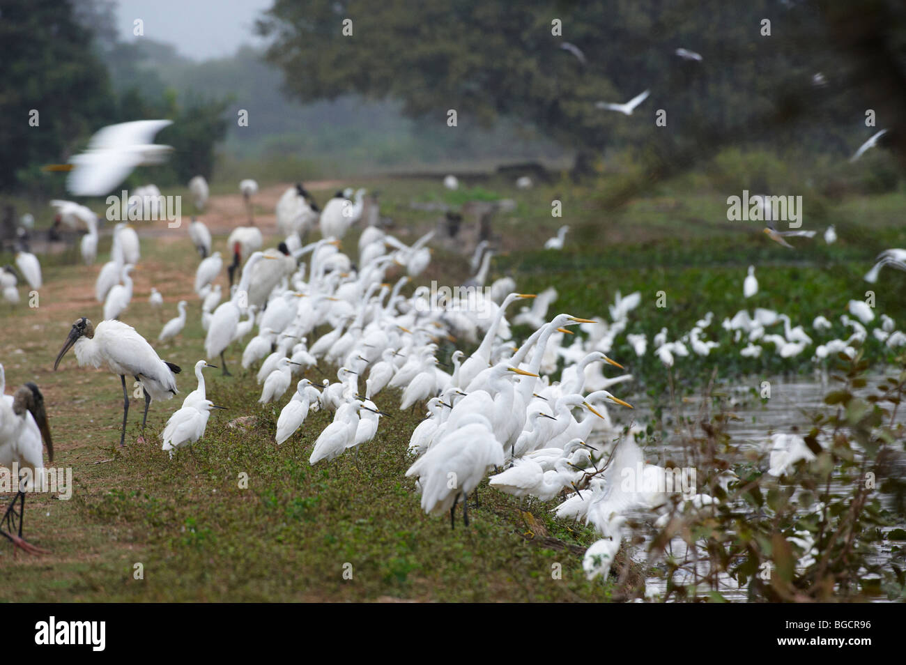 Grande gregge di grandi aironi bianchi e Snowy Egrets sta in piedi in una libbra, Casmerodius Albus e EGRETTA THUJA, Pantanal, Brasil Foto Stock