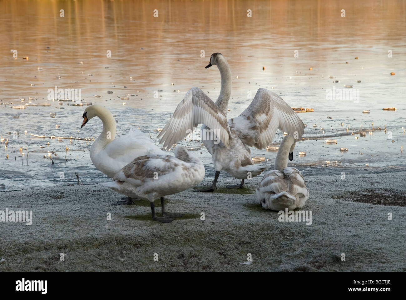 Swan e prestampati uno con controventata ali accanto a un golden pond Foto Stock