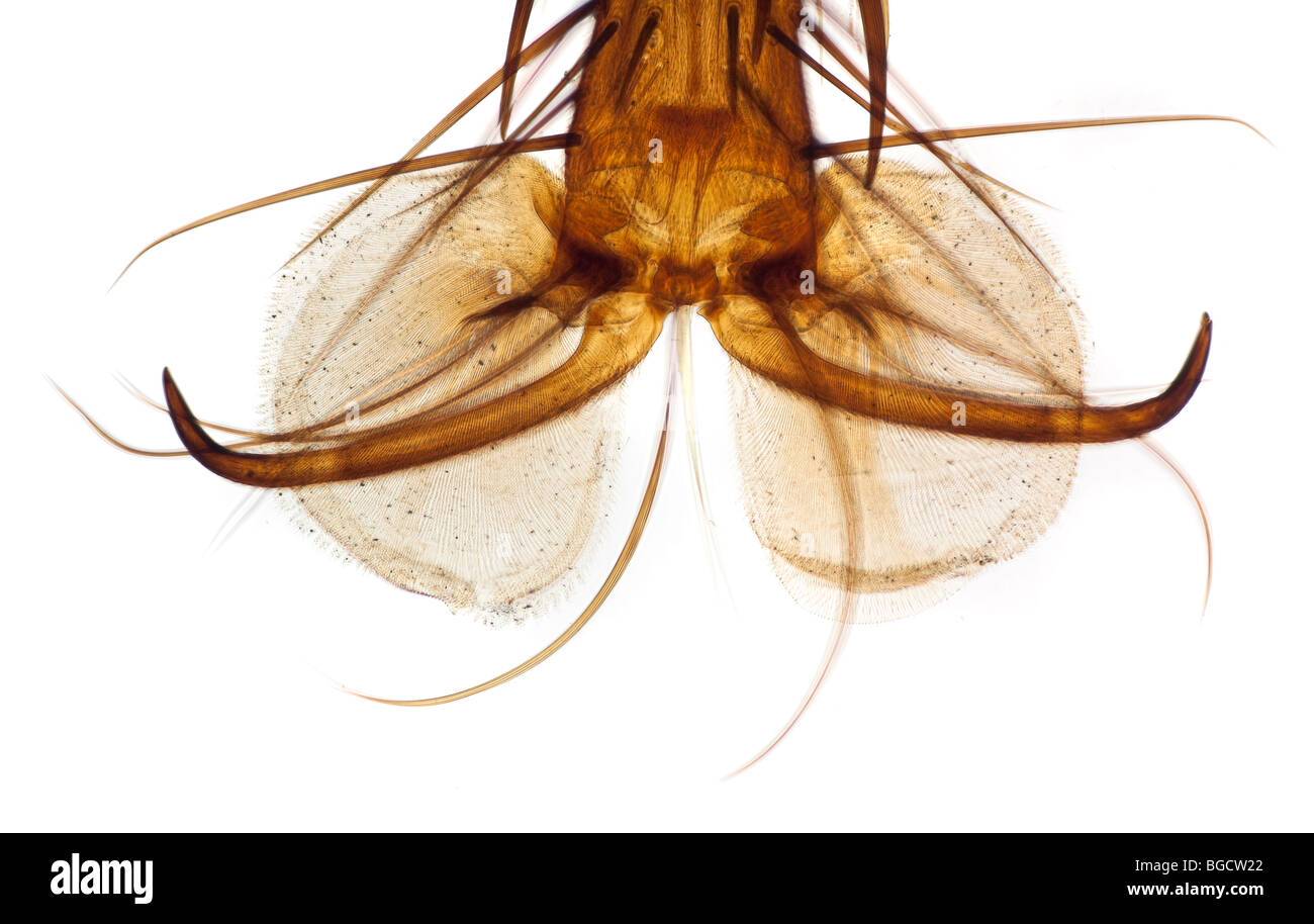 Piede fleshfly dettaglio in campo chiaro microfotografia che mostra la struttura generale. Foto Stock
