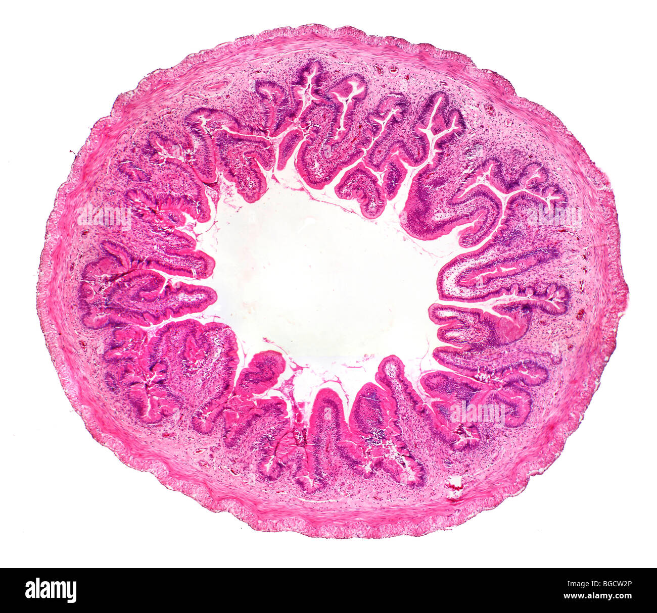 Rana piccolo intestino TS mostra villi assorbimento nutrizionale "finger" come proiezioni. Foto Stock