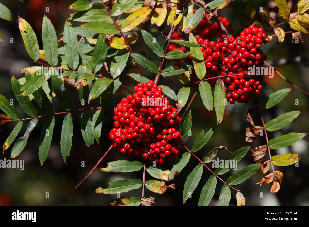 Sorbus aucuparia comune Sorbo montano Albero con le bacche rosse immagini foto vendita per su alamy orizzontale in USA US ad alta risoluzione Foto Stock