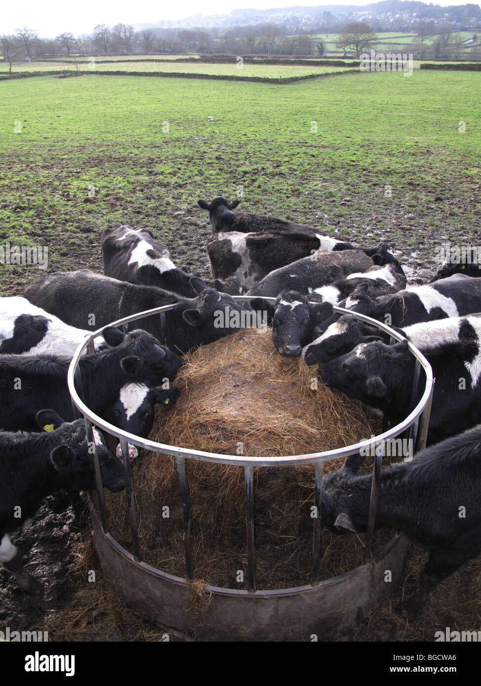 Il bestiame mangia inverno feed di un caseificio di U.K. Foto Stock