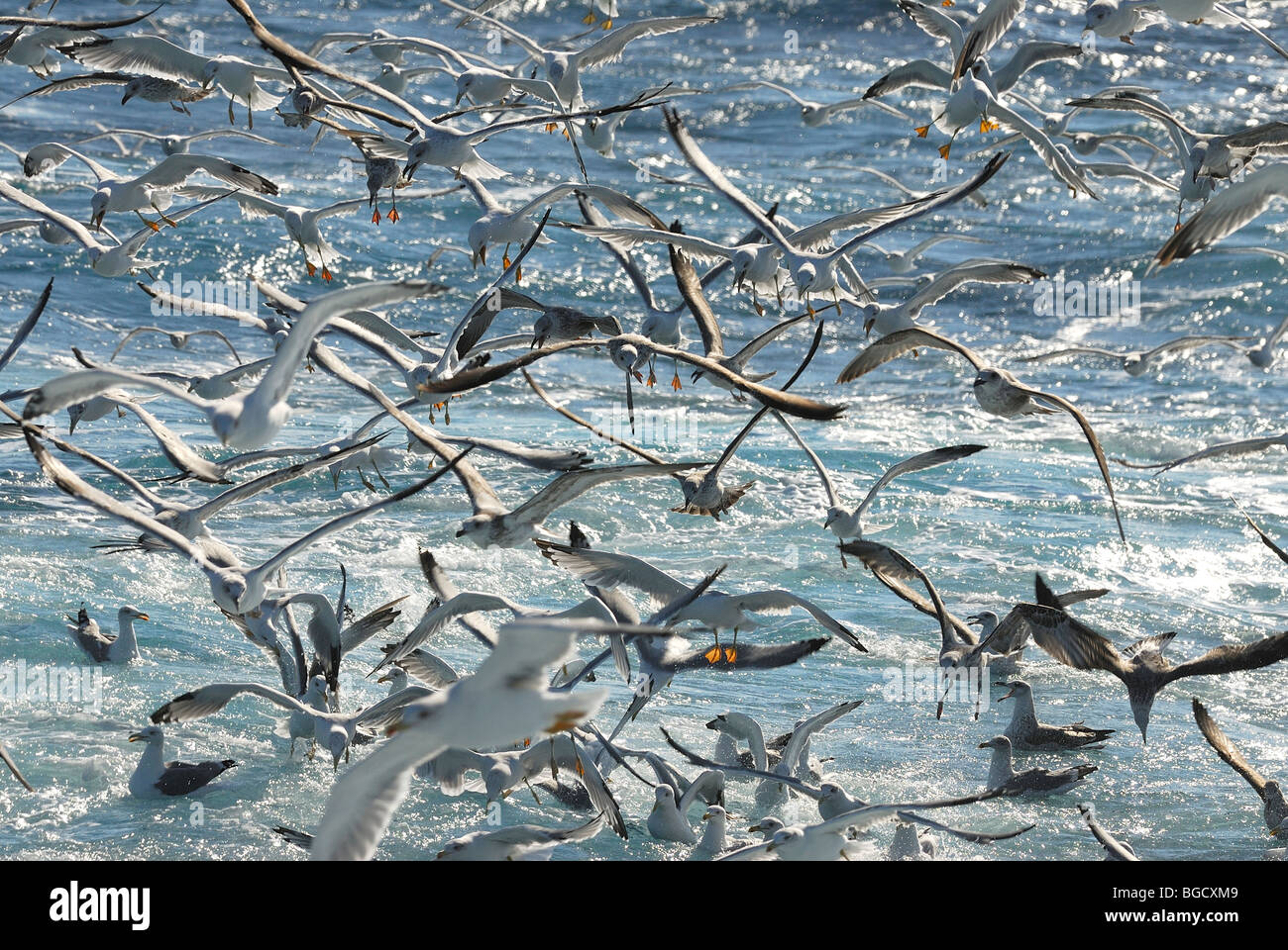 Uno sciame di seagull caccia ai pesci nel mare Mediterraneo Foto Stock