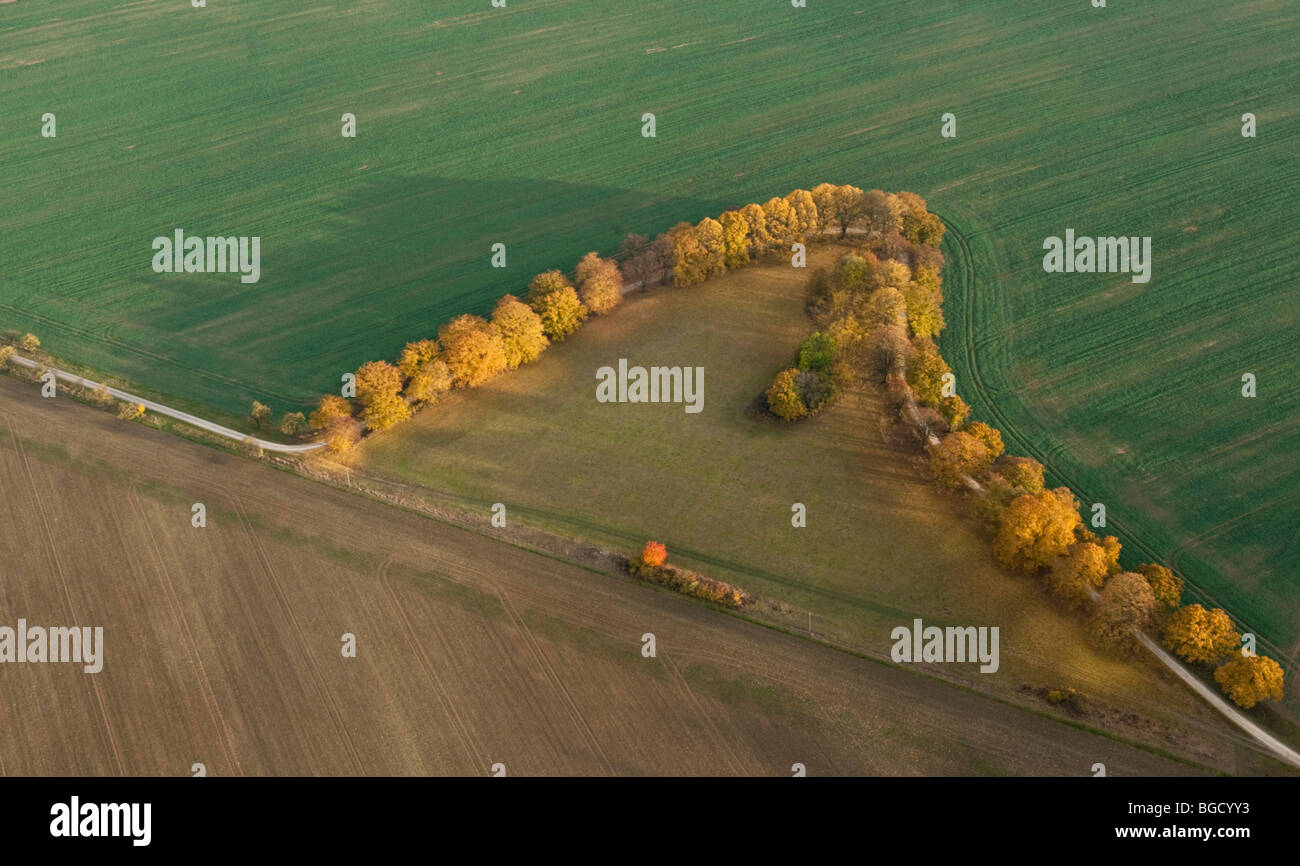 Vista aerea, avenue di faggi in autunno, strada, Nord Hesse, Hesse, Germania, Europa Foto Stock