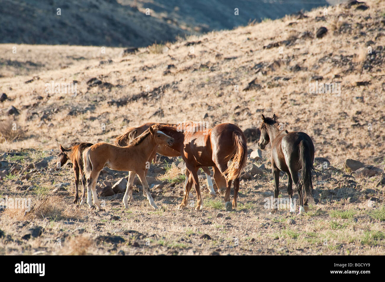 Allevamento di cavalli selvaggi di Equus ferus caballus Nevada Foto Stock