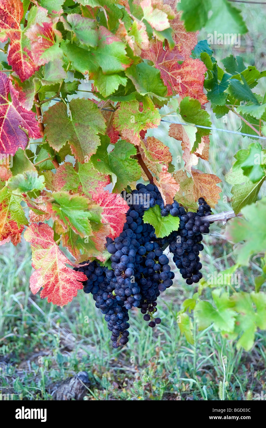 Bordeaux le uve da vino rustico con foglie rosse pronto per il prelievo Foto Stock