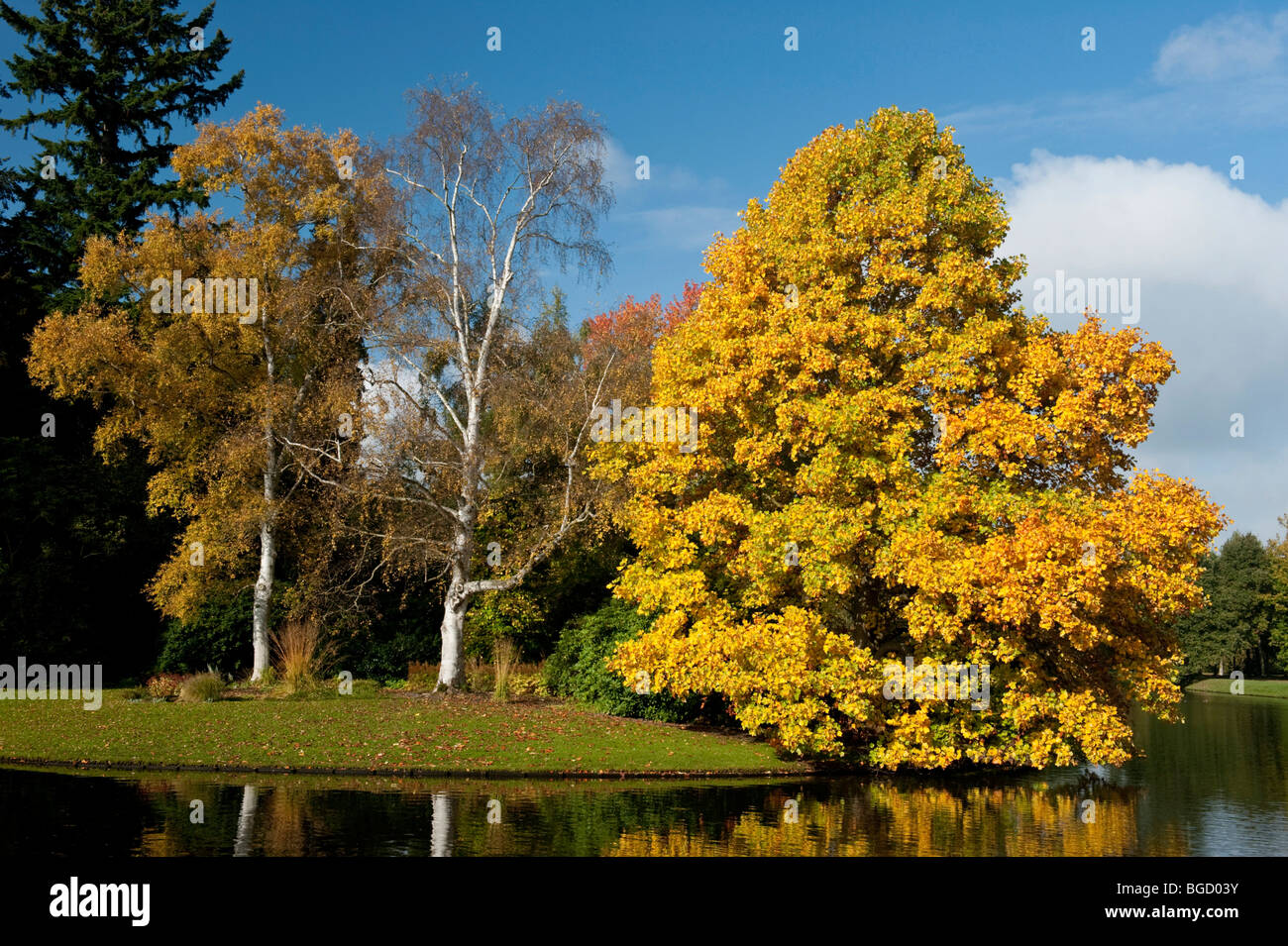 Alberi in autunno colori, Karlsaue park, Kassel, Nord Hesse, Hesse, Germania, Europa Foto Stock
