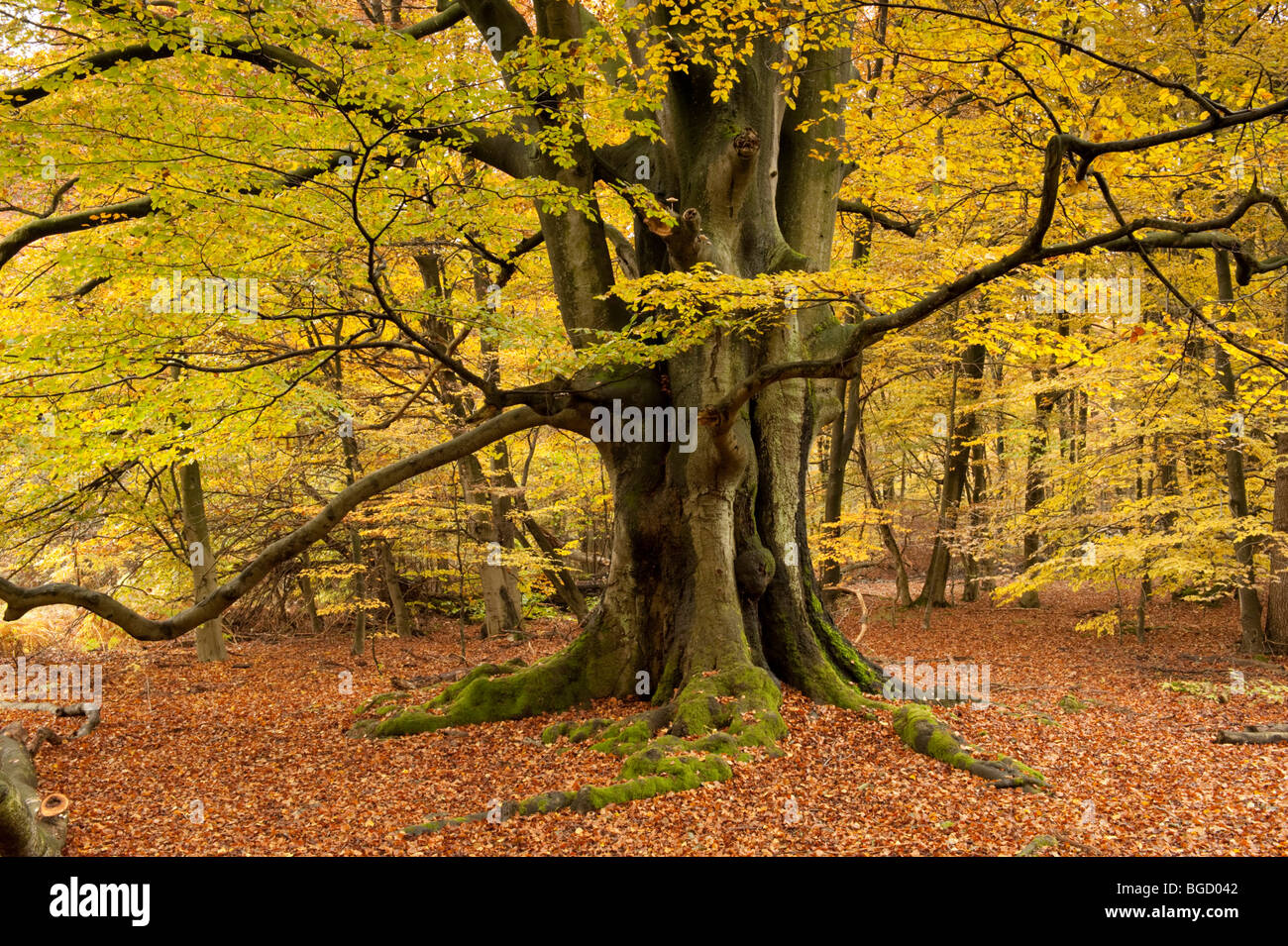 Il faggio in autunno, riserva naturale, Sababurg foresta vergine, Reinhardswald, Hofgeismar, Nord Hesse, Hesse, Germania, Europa Foto Stock