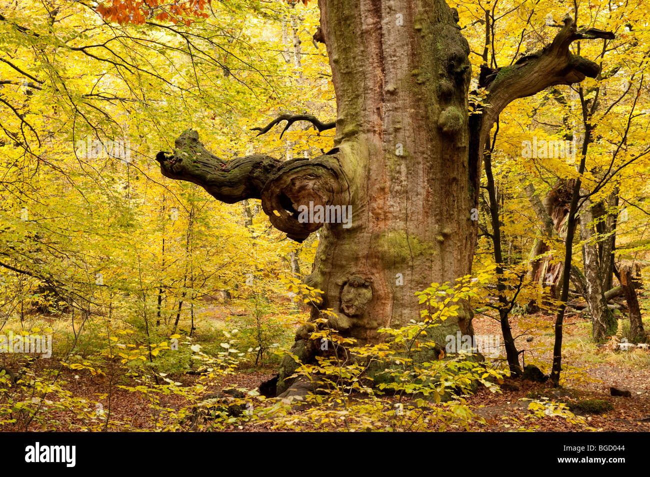 Rovere, riserva naturale, Sababurg foresta vergine, Reinhardswald, Hofgeismar, Nord Hesse, Hesse, Germania, Europa Foto Stock